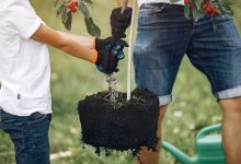 Photo of Садоводство: советы от профессионалов