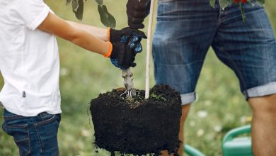 Photo of Садоводство: советы от профессионалов
