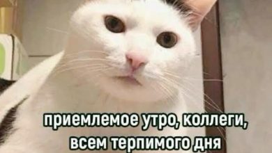 Photo of Мемы и приколы от пользователей