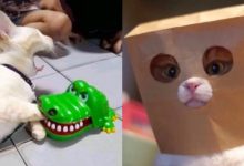 Photo of Развлекательные видео с животными