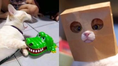 Photo of Развлекательные видео с животными